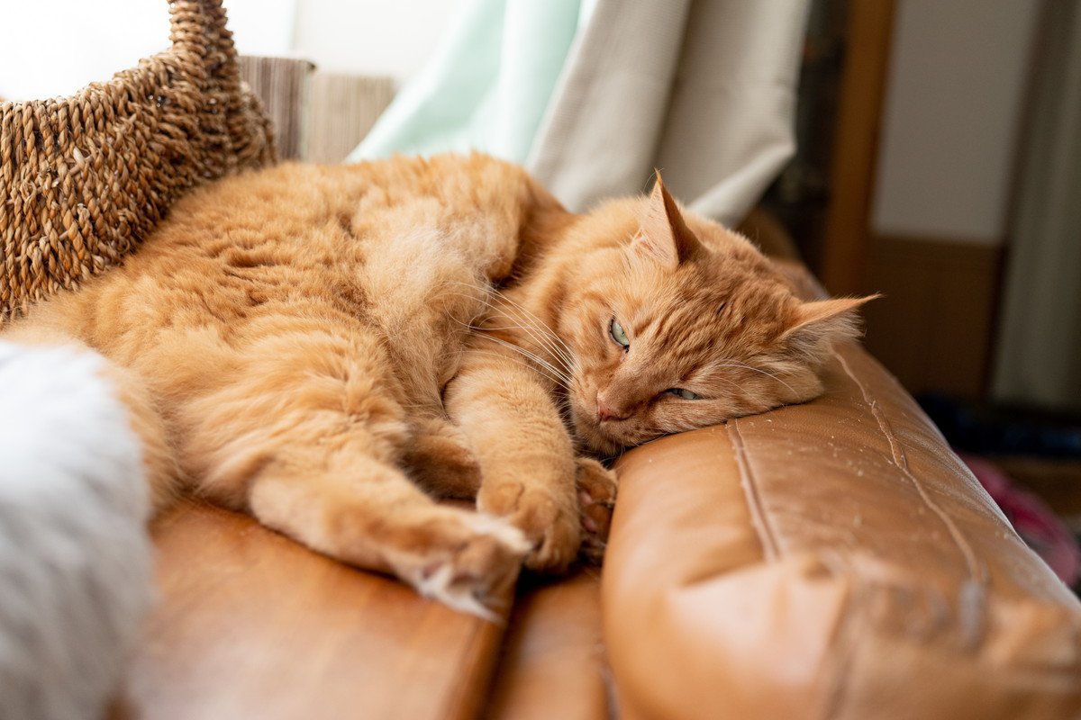 猫が『面倒くさい』と感じているときのサイン5つ　気が乗らない愛猫への適切な接し方まで