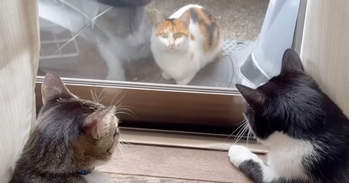 家猫へ恋をした野良の三毛猫→約３年後……思わず涙が出てくる『2匹の現在』に「泣いてしまった」「キュンキュンした」と４万再生の反響