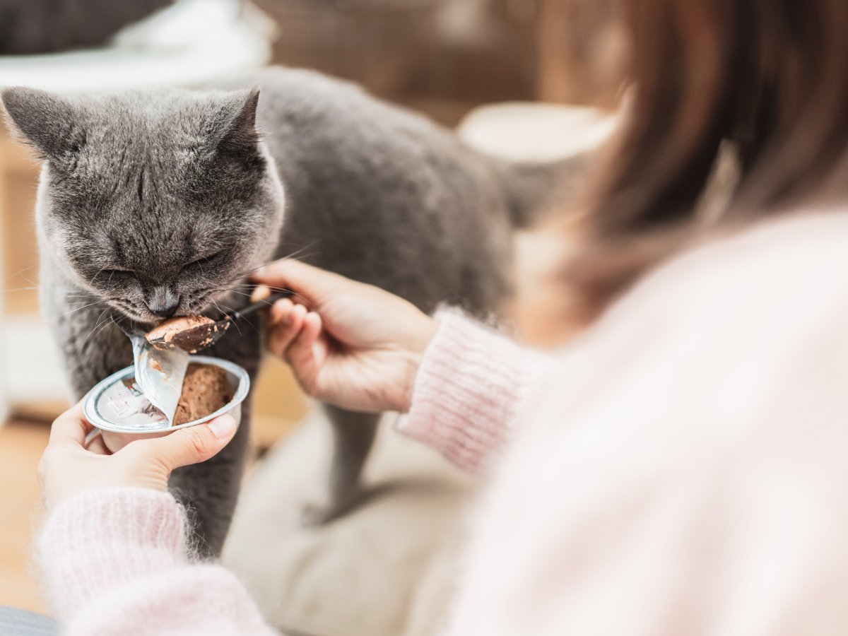 猫の寿命に悪影響を与える『親バカ行為』3選　起こりうるトラブルから適切な関わり方まで
