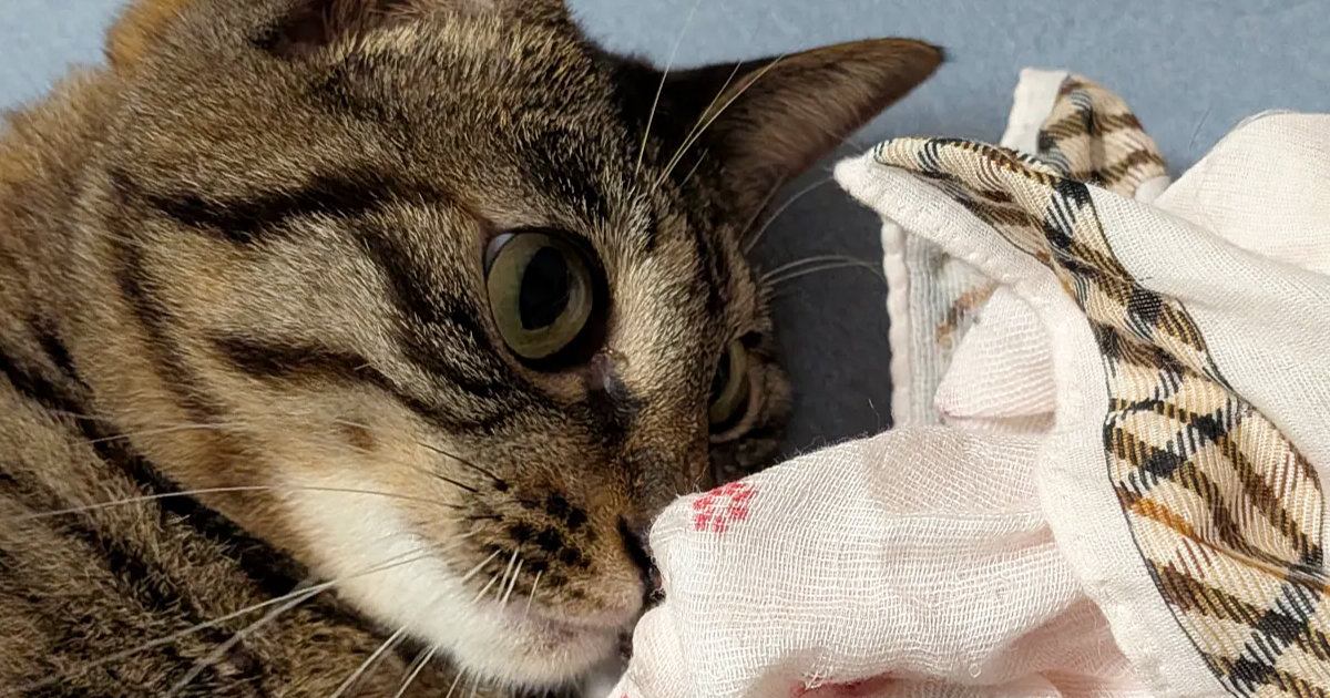 子猫時代に遊んでいた『ハンカチ』を渡してみたら…想像を超える反応に「マタタビ超えるかもｗ」「すご、覚えてますやん」と話題に