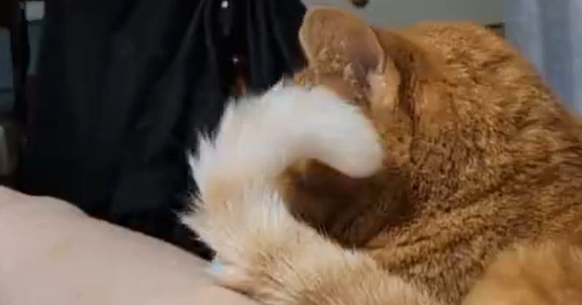 足を伸ばしてくつろいでいたら、猫が『しっぽ』を使って…可愛すぎる行動に4万いいね「お返ししてるのかな」「まるで母のよう」
