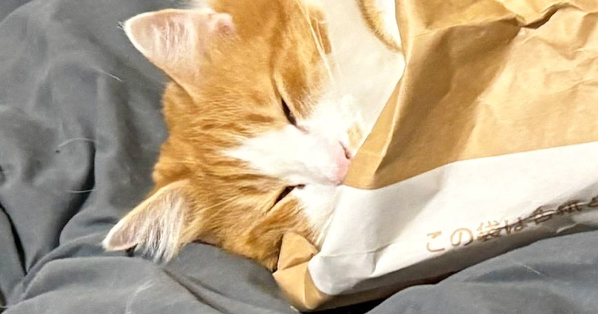 紙袋に入った猫→思いのほか"暖かくて"…幸せいっぱいな光景に癒されると３万いいね「ちょうどいい寝袋ｗ」「いい夢みてるかな」