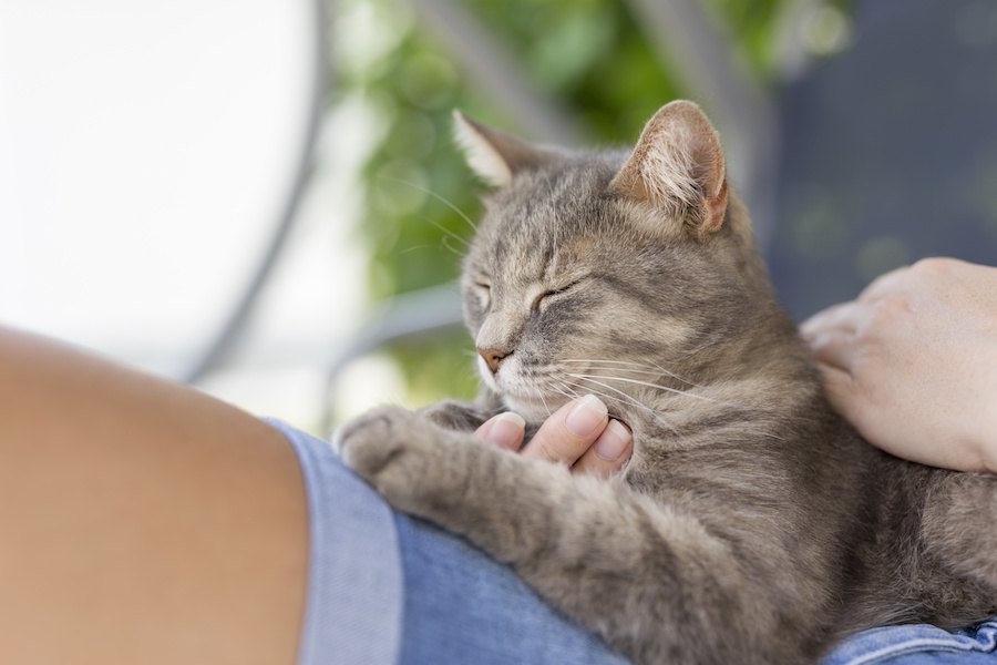 猫が甘えん坊モードに入った時にする9つの仕草