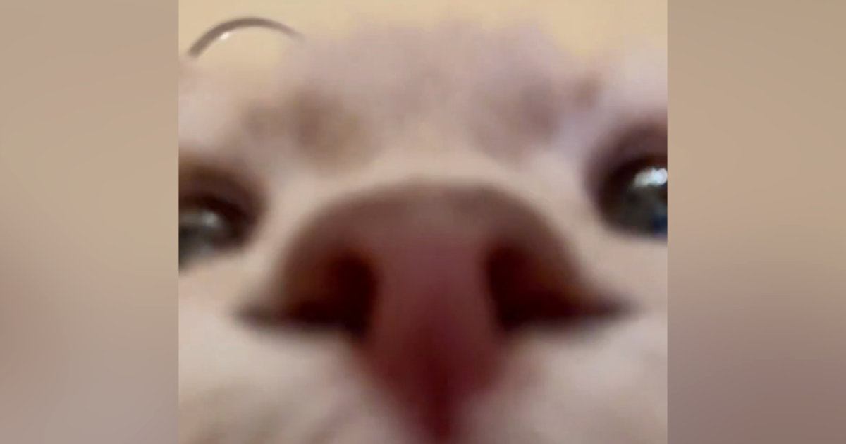 フォルダに入っていた『謎の撮影データ』→再生してみたら、愛猫が…「キモい声出たｗ」「可愛すぎて笑った」まさかの光景が240万表示