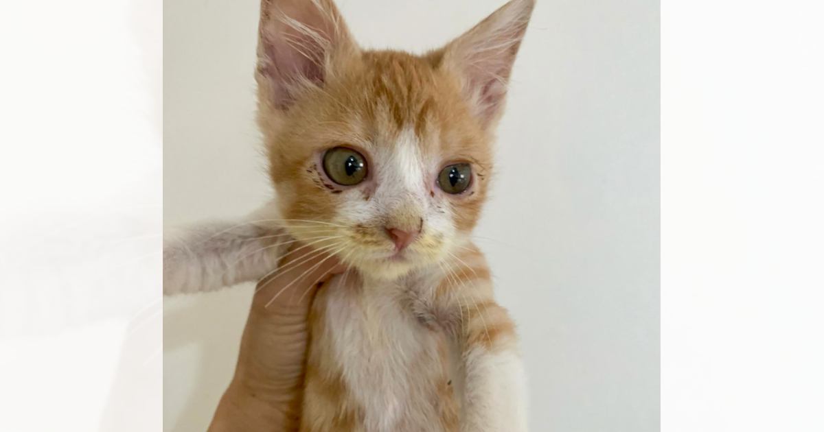 猫の保護したばかりの頃と『４年後の姿』を比較したら…想定外すぎる『まさかの変化』が話題に　「可愛さマシマシ」「ベビーフェイス」