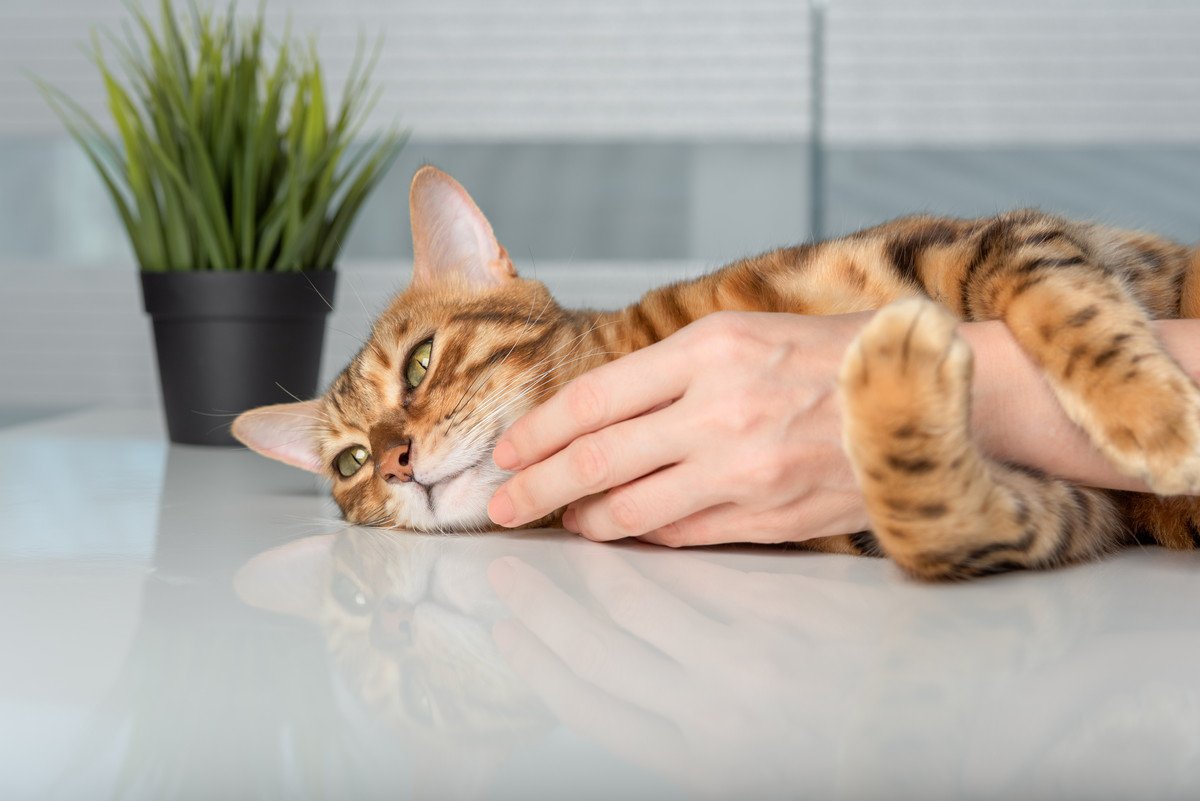 猫が『飼い主さんの腕にギュッと抱きつく』理由3選　放してもらえないときの対処法も