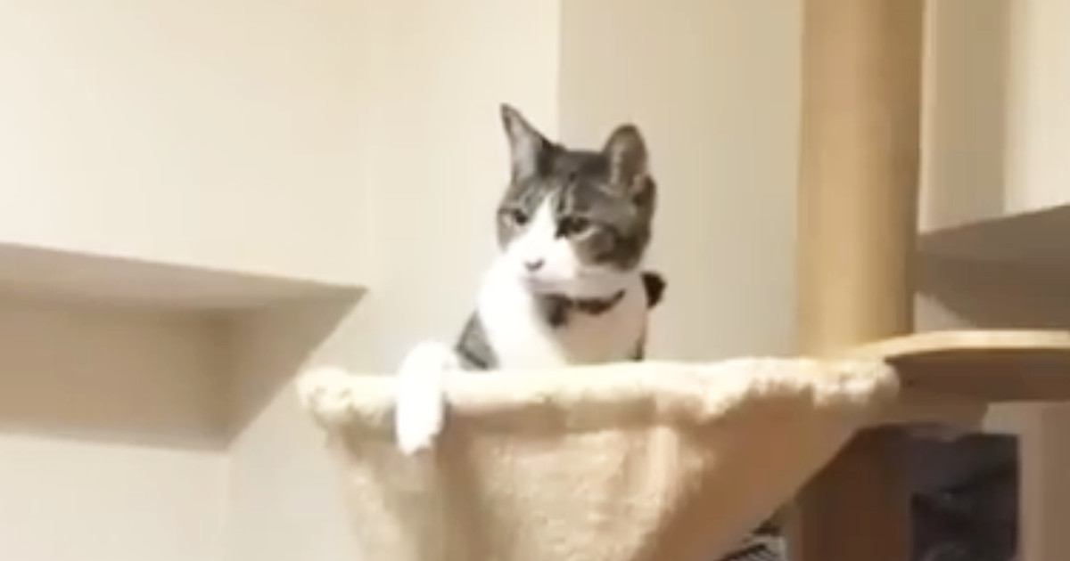 キャットタワーのハンモックでくつろいでいた猫→女の子に誘われると…想像以上に仲良しなふたりの『可愛すぎるやり取り』が16万再生