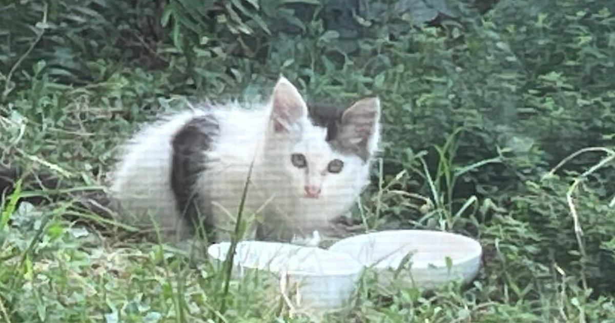 1年前、庭に現れた小さな子猫を保護したら…驚きの『現在の様子』に「想像以上に立派だったｗ」「すごい貫禄ついたねｗ」と35万表示