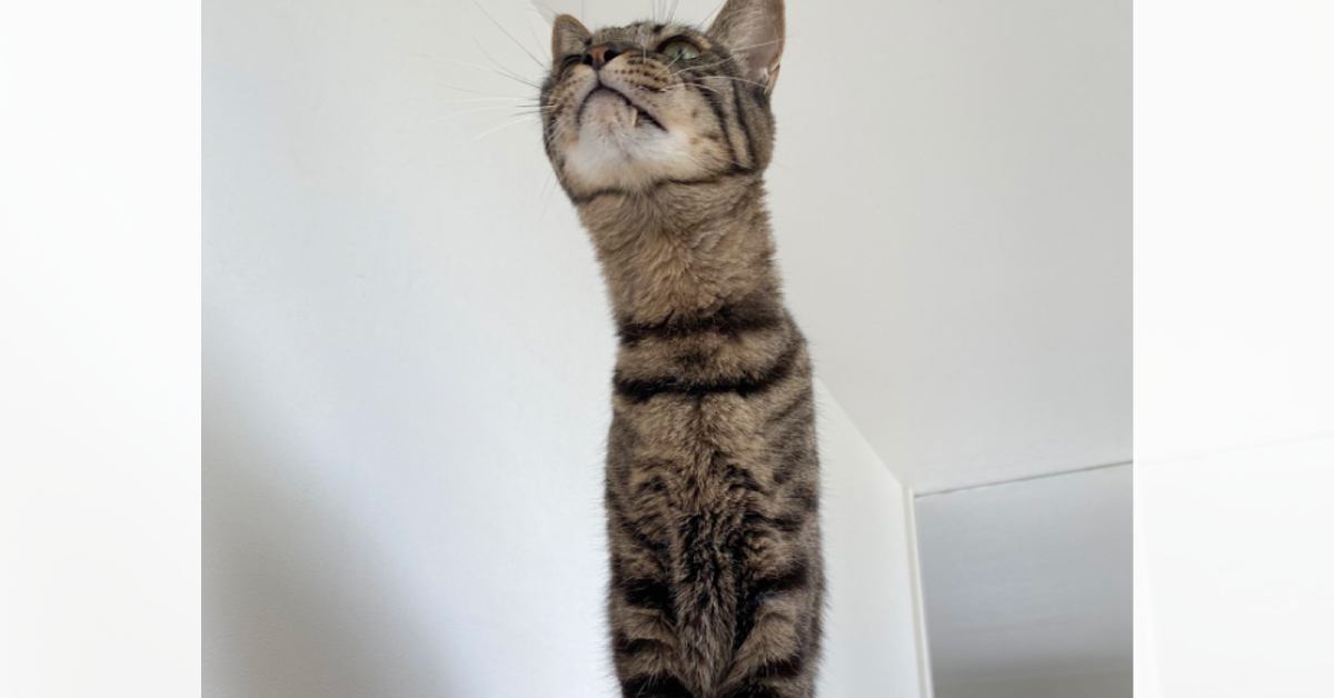 座っている猫の『首』を見たら……別の生き物みたいになった『まさかの瞬間』に4万いいね「なんという長さ」「いや伸びすぎｗｗ」と反響