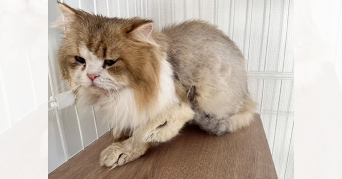 『触るとベタベタで強烈な臭いがする猫』を引き取って8か月後…劇的な変化に涙が止まらないと35万再生「表情が違う」「出会えてよかった」