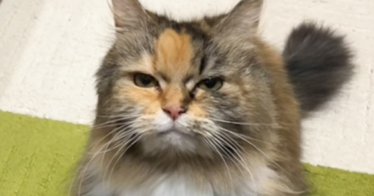 ジーっと見つめてくる猫が、次の瞬間…まるで握手を求めているかのような『まさかの行動』が可愛すぎると10万再生「キリッとしたお顔でｗｗ」
