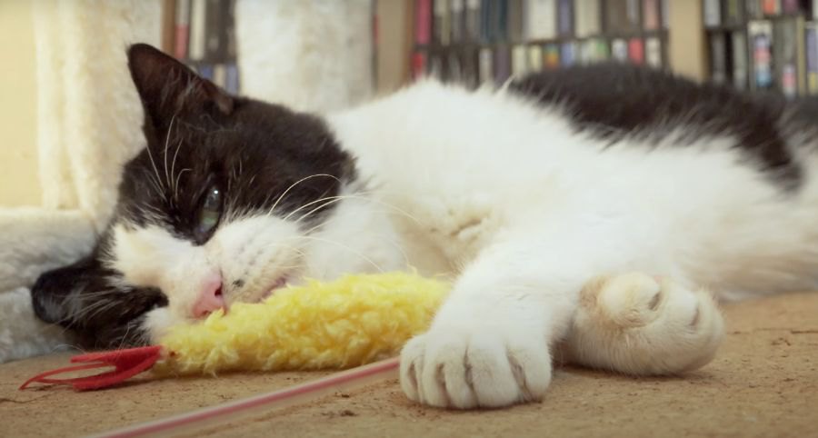 海老フライみたいなおもちゃで遊ぶ猫ちゃんたち♡