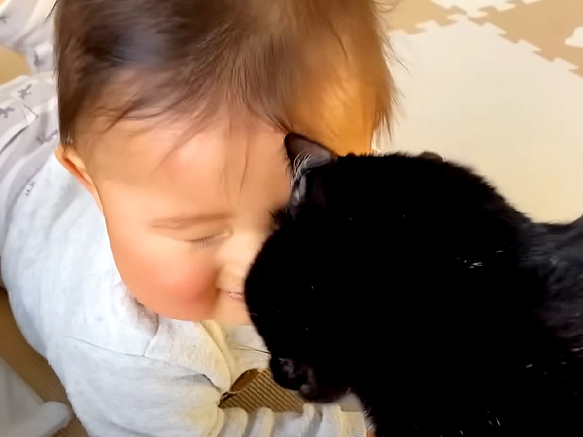 ハイハイの練習がうまくいかない赤ちゃん→同居猫がやってきて…まさかの『本当の兄のような行動』に感動「本当に優しい」「かっこいいな」