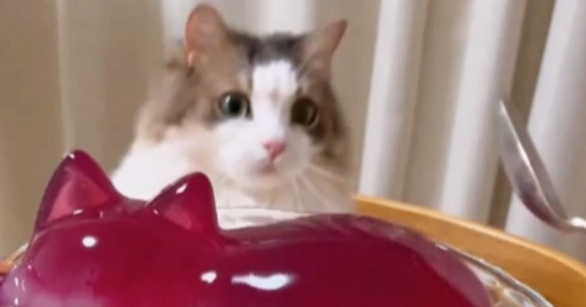 プルプルのゼリーを叩いていると、ネコがやって来て……想像以上の『リアクション』が33万再生「表情がかわいいｗ」「笑った」と反響