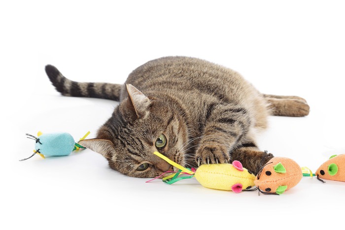クレイジーマウスは猫専用のおもちゃ！特徴や使った感想など