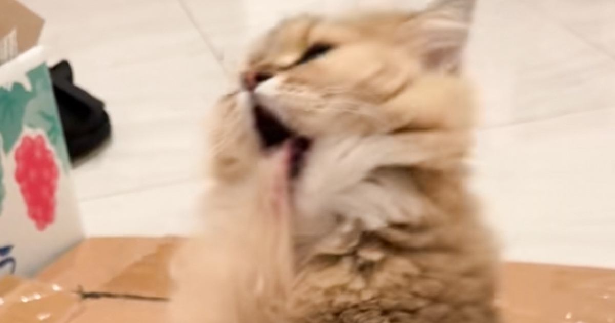 毛づくろいしていた猫→途中で舌がくっついてしまい…『まさかの表情』が80万再生「魂吸われてるみたいw」「何回見ても笑ってしまう」と爆笑