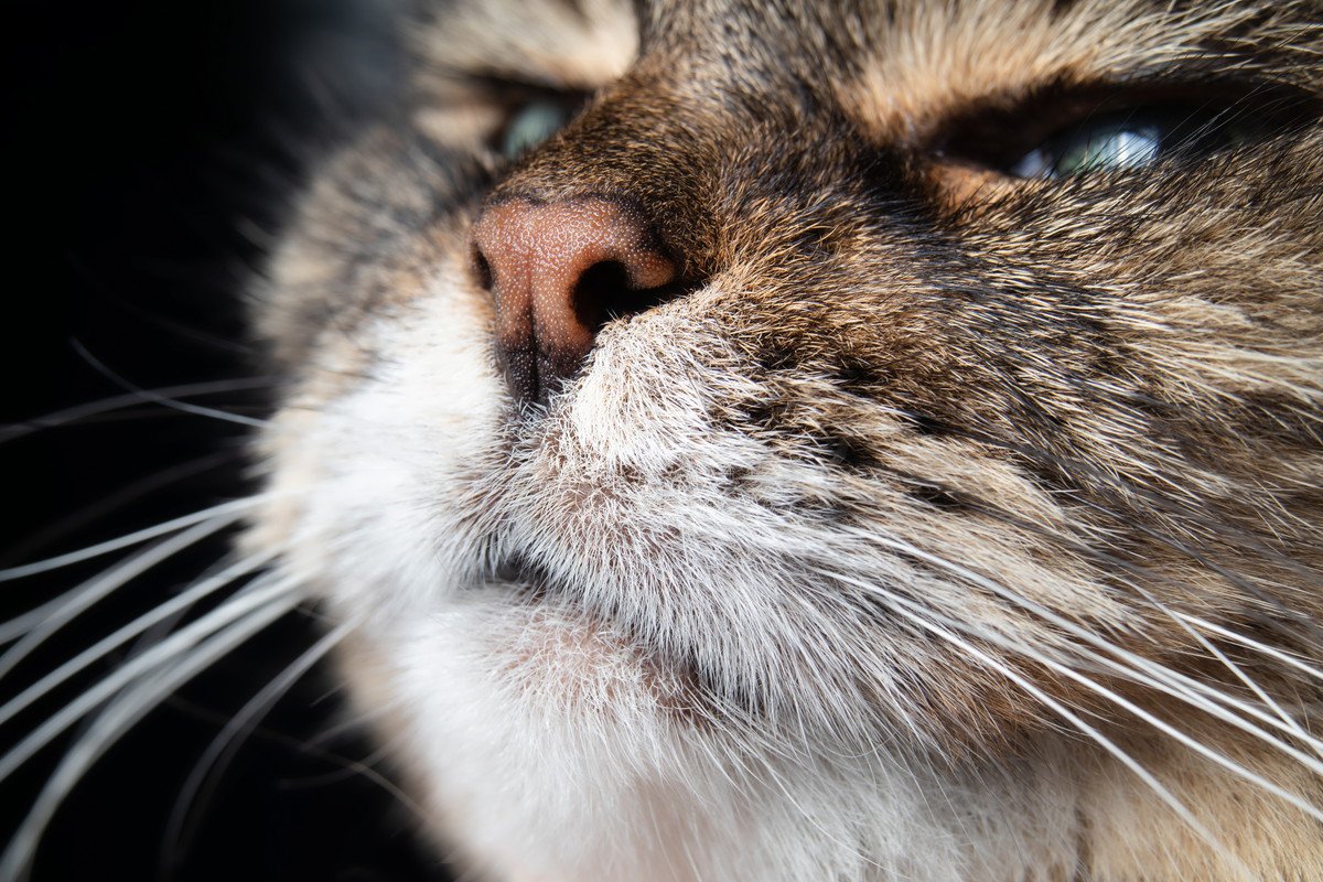 猫が『ため息』をつく時の気持ち3つ