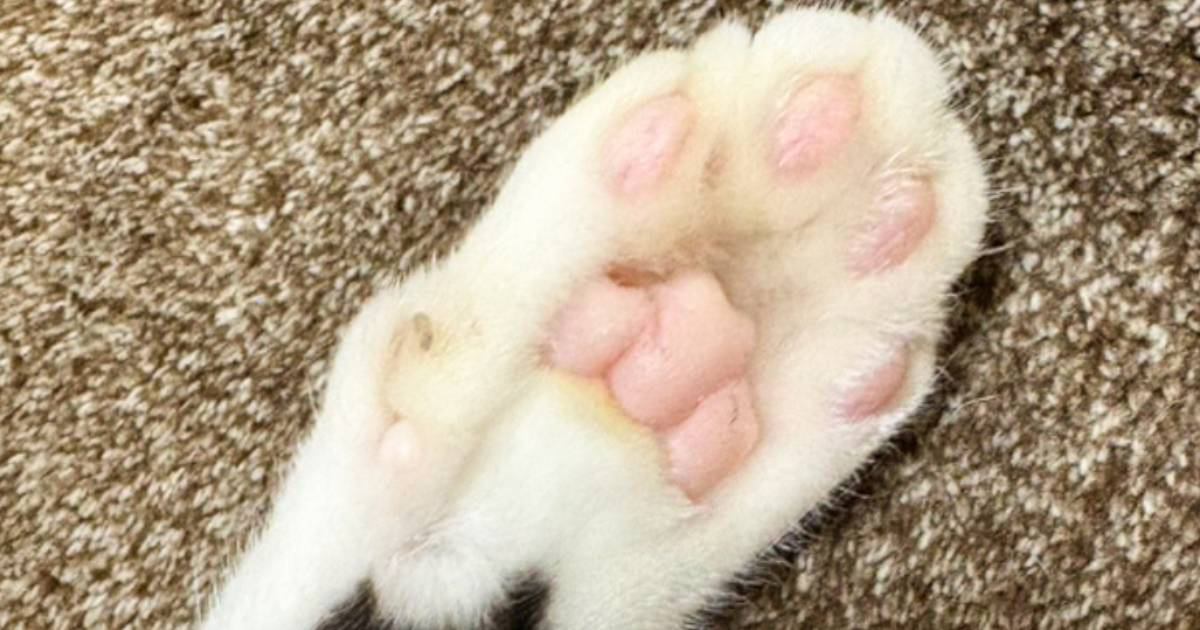 猫の手のひらを見たら、『予想外の模様』が…SNSに投稿すると→反則級に可愛い『まさかの光景』に２万いいね「素敵すぎる」「たまりませんな」