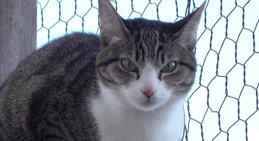 猫ちゃんが奏でる季節限定のカサカサ♪