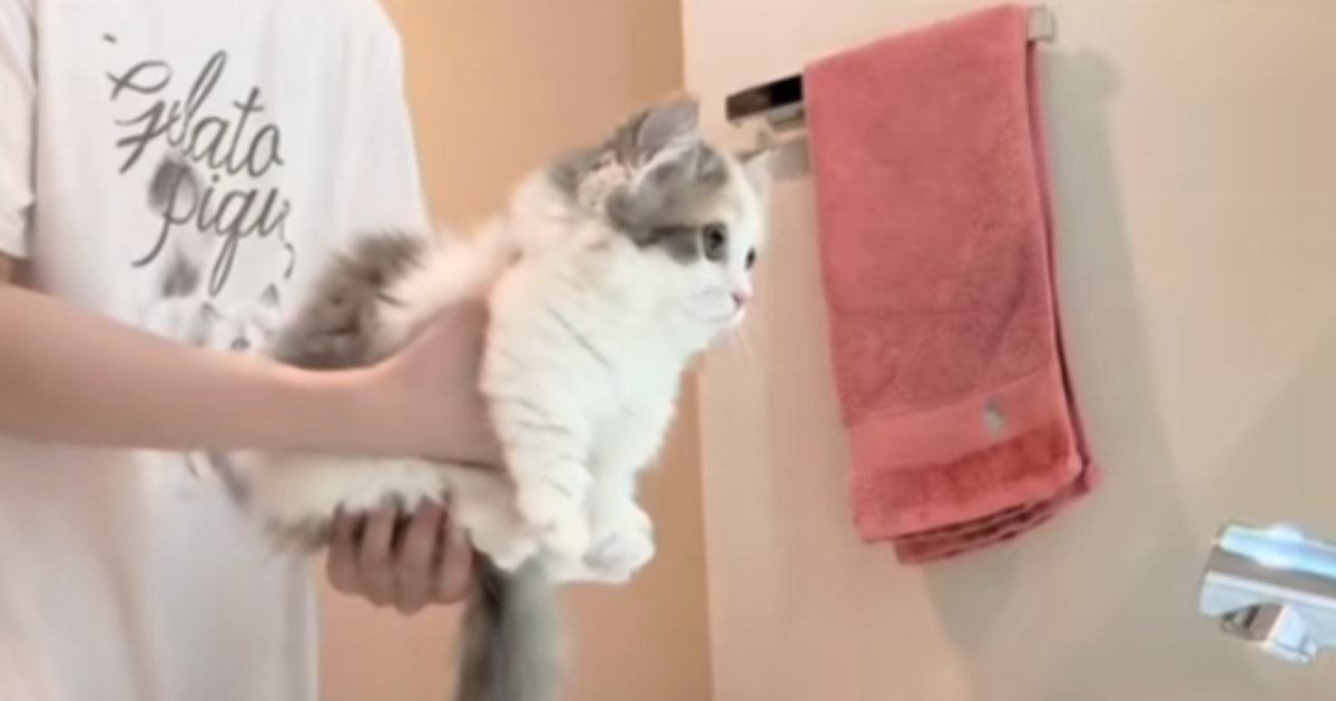 はじめてのシャンプーで『不安そうにしている子猫』→体を洗い始めると…涙が出るほど尊い光景が51万再生「ぬいぐるみみたい」「泣けてくる」