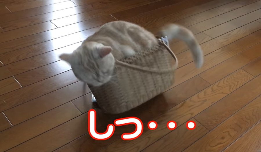 猫ちゃんのカゴバックチャレンジ！