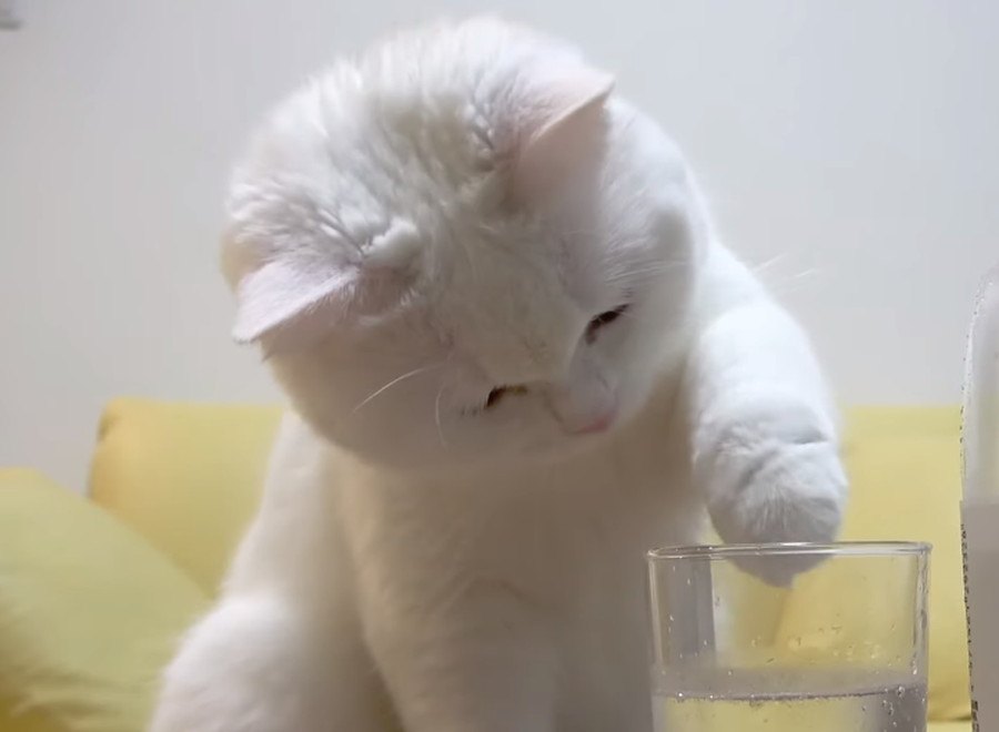 泡から目が離せない！炭酸水に興味津々の猫さん