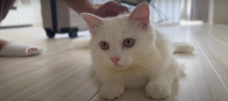 飼い主さんの出張を全力で阻止する猫ちゃん♡