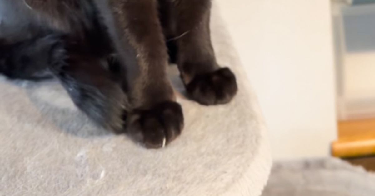 爪切りが苦手な黒猫→爪が『伸びてるねぇ』と指摘されると…まさかの行動が可愛すぎると12万再生「絶対わかってるｗ」「流れがスムーズｗ」