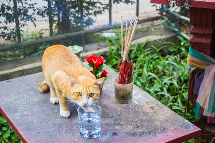 猫にお香が危険な理由と注意する3つの事