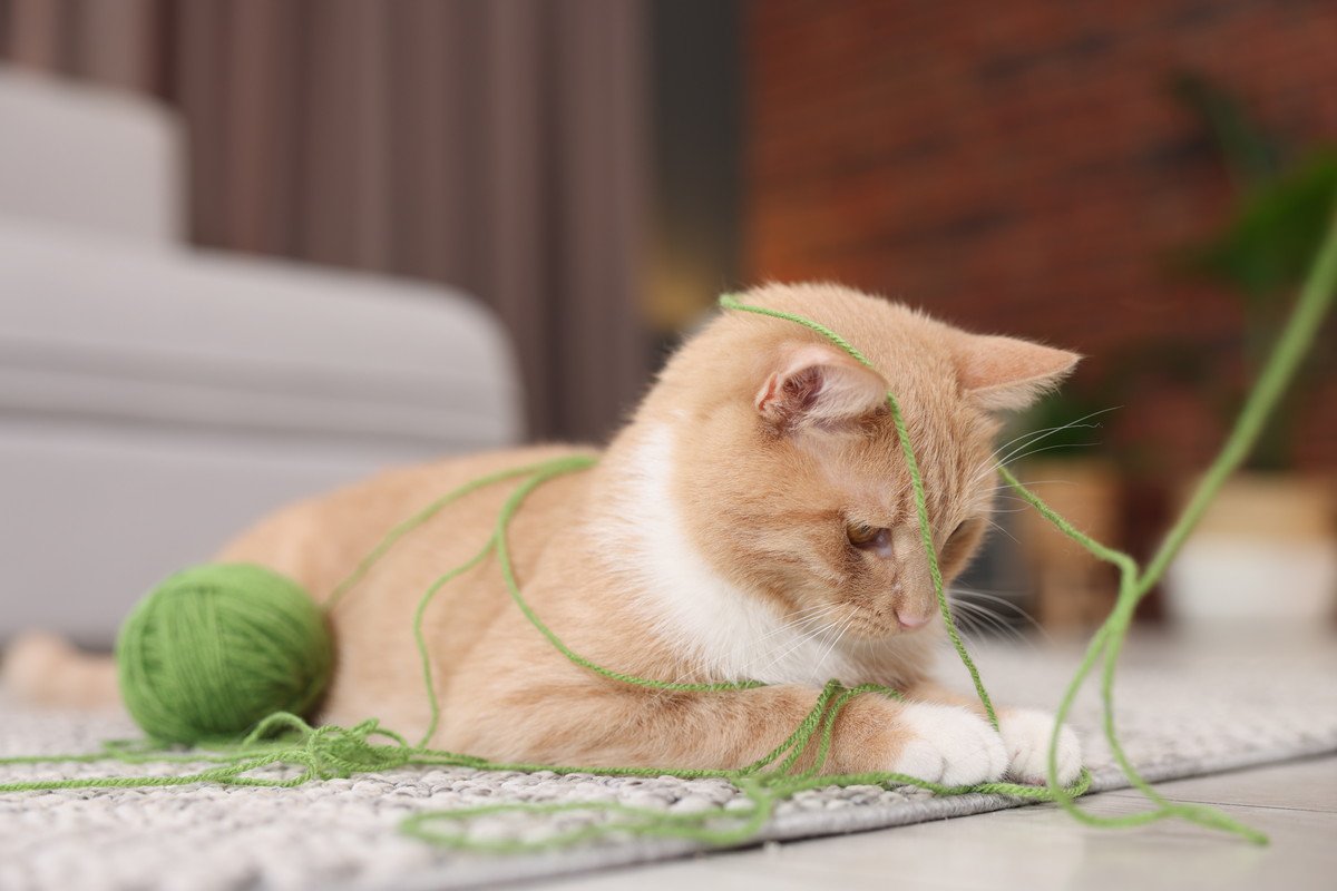 『やんちゃな猫』との暮らしで起こりがちなこと3選　行動の心理から気を付けたいことまで