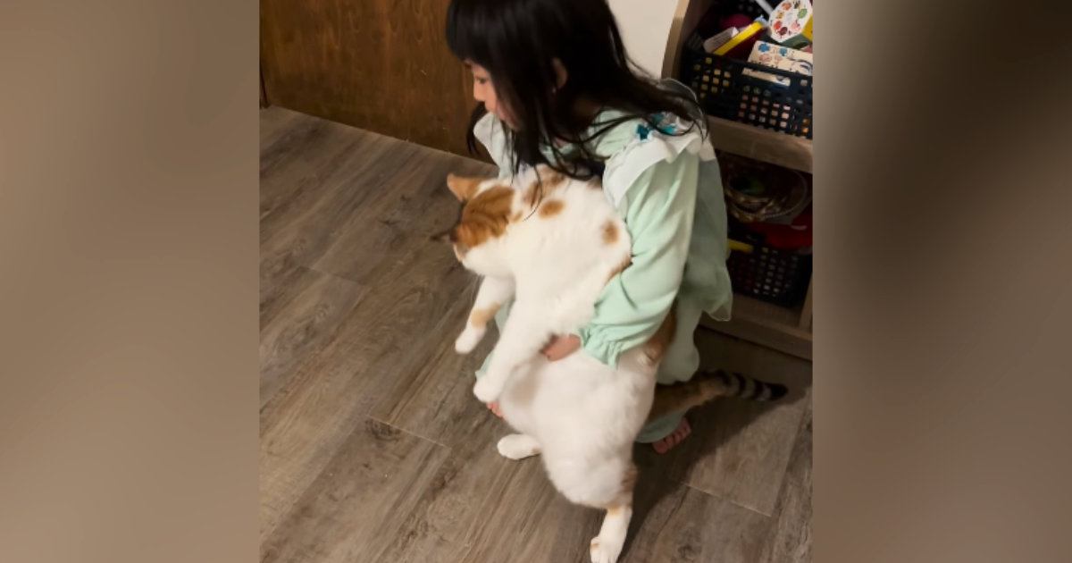 ４歳の女の子が『大きめの猫』を抱っこしようとした結果…尊すぎる光景が424万再生「普通はパンチ飛んでくるｗｗ」「猫とは思えないｗ」