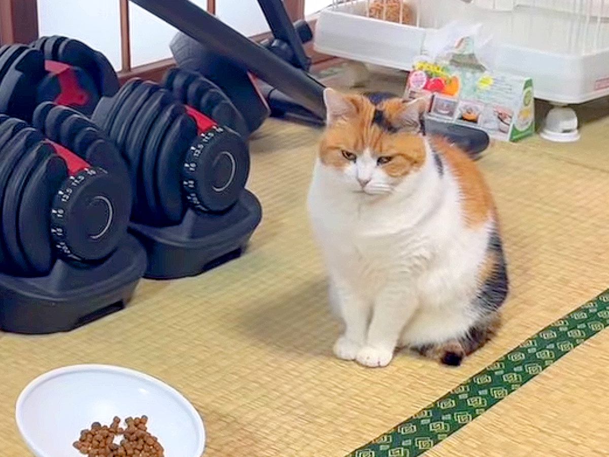 おやつが欲しくて『無言の圧』をかける三毛猫→準備しはじめると…予想を超える『態度の変化』が話題「テンションが全然違う」「癒された」