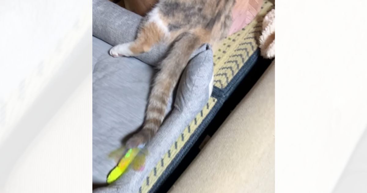 ベッドの上で一緒に眠っていた『兄妹猫』…飼い主さんが思わず爆笑した『まさかの体勢』に「愛の執念がすごいw」「くっつきたいんだねw」