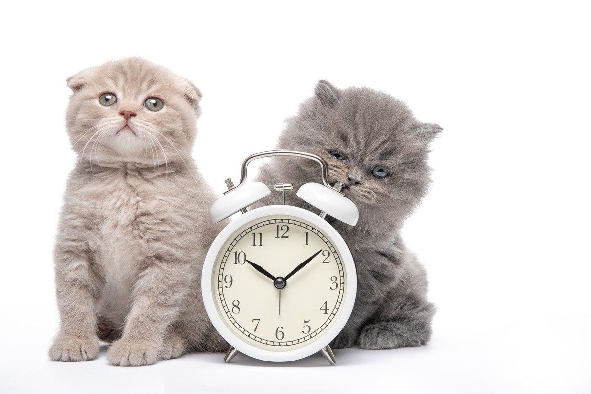 猫を飼うと欠かせない『毎日の習慣』4つ　どんな変化が起こるの？お世話のポイントもご紹介