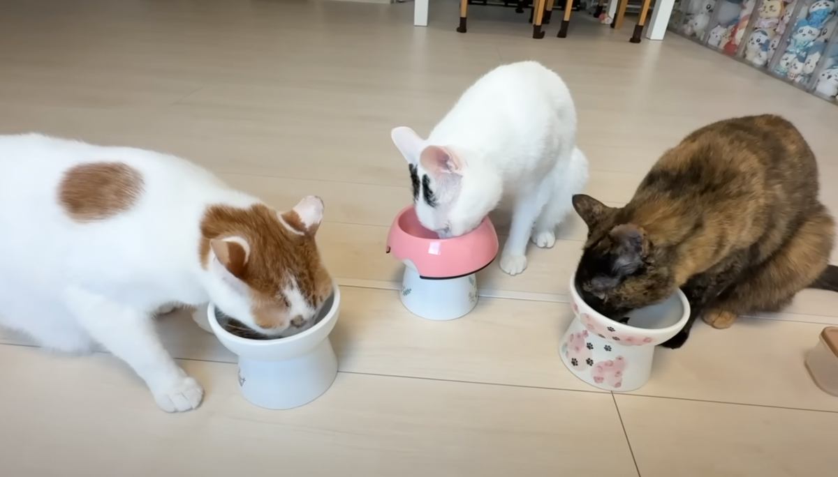 ご飯を食べるのが遅い後輩猫に、先輩猫がとった行動とは……予想外の『事件』に爆笑の声続出「食いしん坊すぎるｗ」「食の権化ｗ」