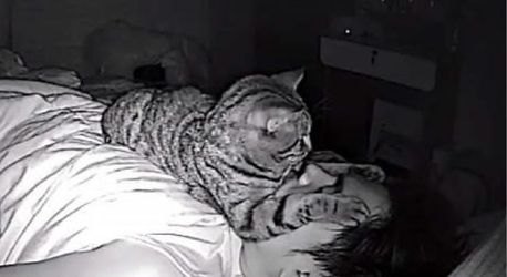 飼い主が寝てる間に猫は何してる？カメラがとらえた姿にほっこり♡
