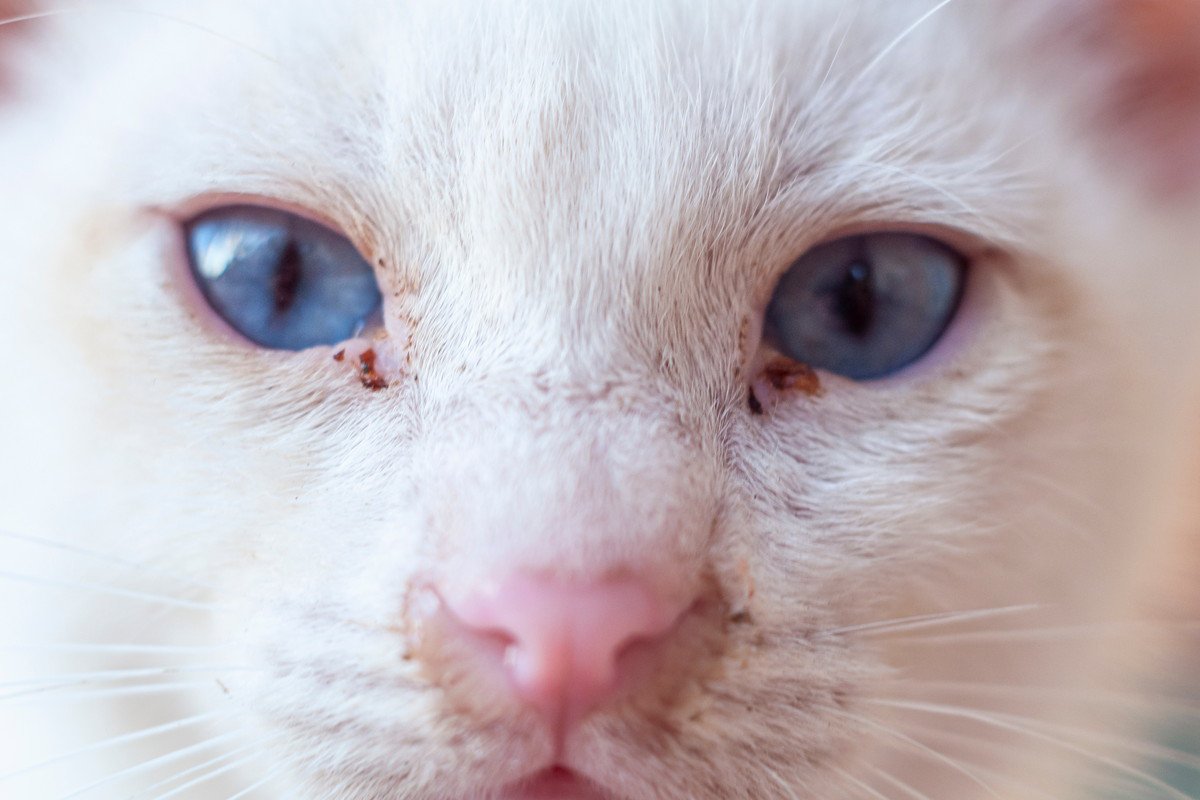 猫の厄介な『慢性鼻炎』原因や症状、治療法を解説　完治が難しい場合も