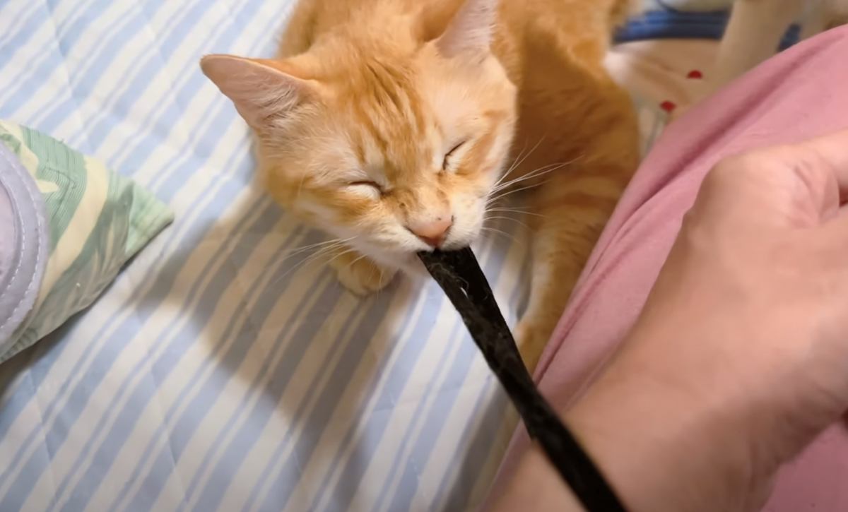 『飼い主ピンチ』腕にゴムをつけていたら、猫が…緊張感が凄すぎる『まさかの光景』が37万再生「焦らしてくるの怖いｗ」「ほぼ脅しで笑った」