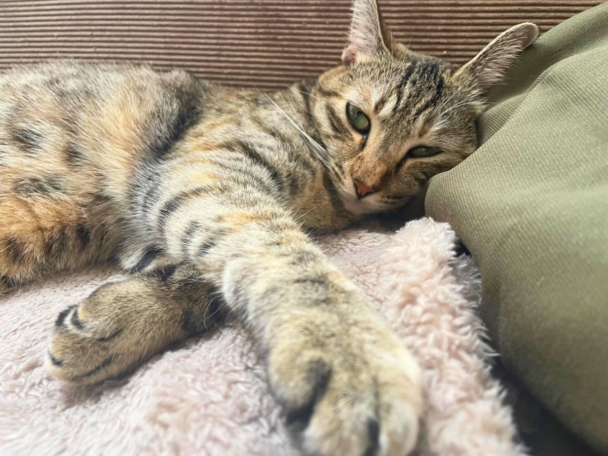 猫の手が『クロス』しているときの理由4つ　隠されている心理や組む位置で異なる意味まで