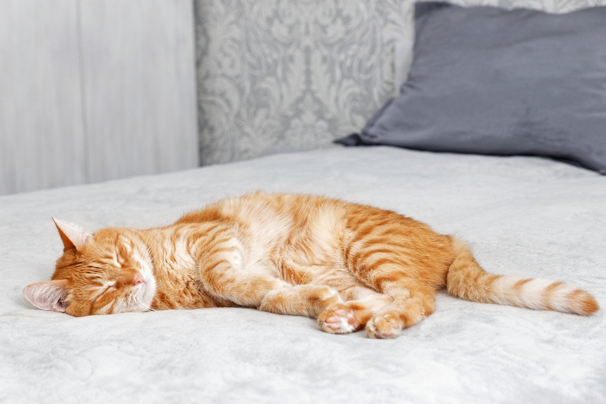 猫の『寝相』からわかる性格の傾向4選　アンモニャイト、ヘソ天…あなたの猫はどのタイプ？