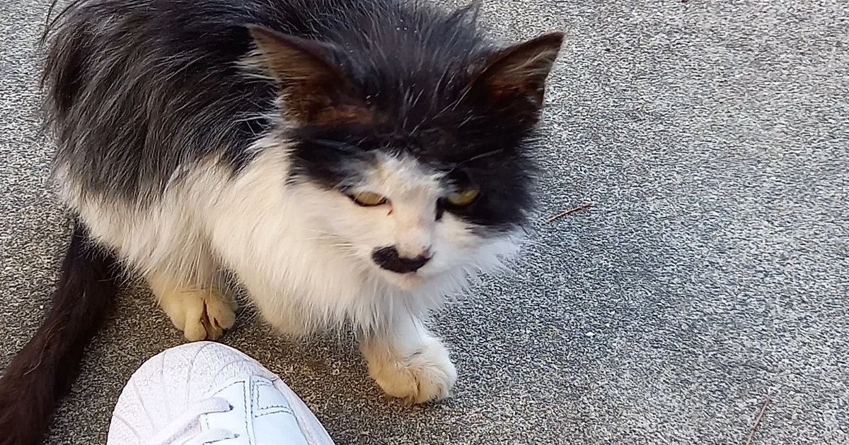 目つきの鋭いガリガリの野良猫を保護→愛情を注いだ結果…見違えるほどの『ビフォーアフター』に感動の声「別の猫みたい」「すごい美猫ちゃん」