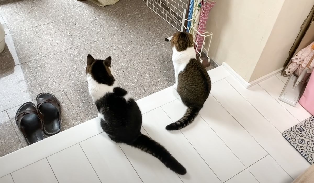 ママを寂しそうに見送る親子猫→帰ってくると…2匹が見せた『可愛すぎる反応』が101万再生「後ろ姿が切ない」「健気さがたまらん」