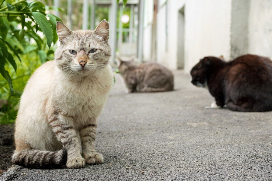 放し飼いで猫が負う怖いリスク６つ