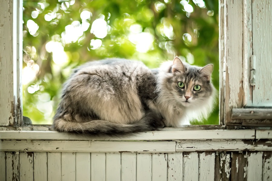 大の猫好き石田ゆり子さんの飼っている猫たち！