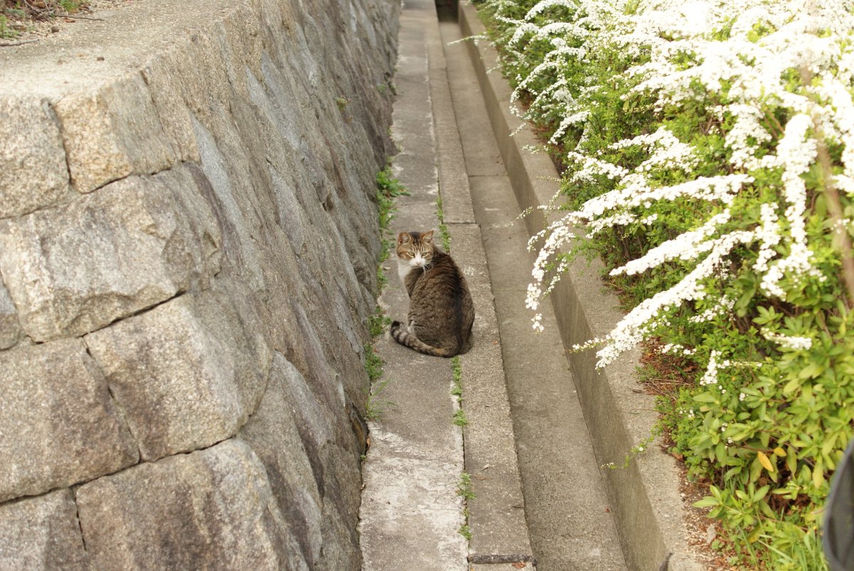 猫には『散歩』が不要な理由5つ　屋外に出すリスクや安全に発散する方法も