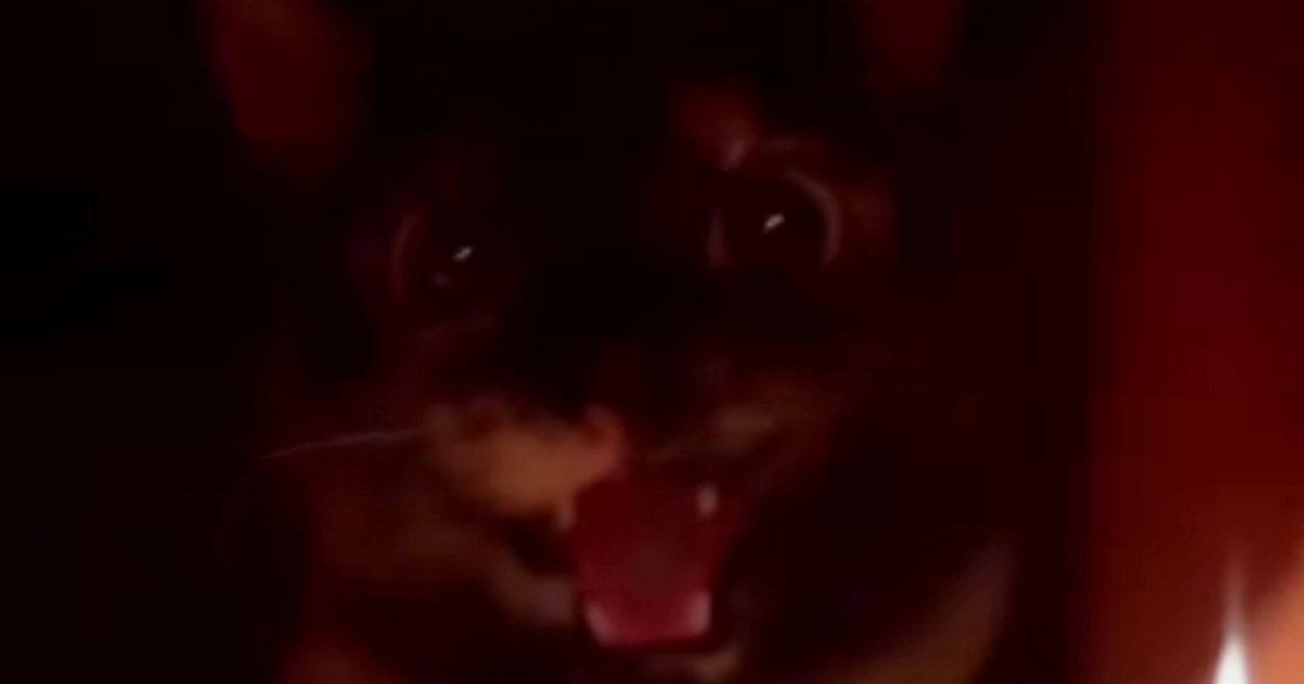 威嚇した相手が『飼い主だと気付いたネコ』→次の瞬間……信じられないほど可愛い反応が514万再生「表情と声がたまらないｗ」「許す一択」