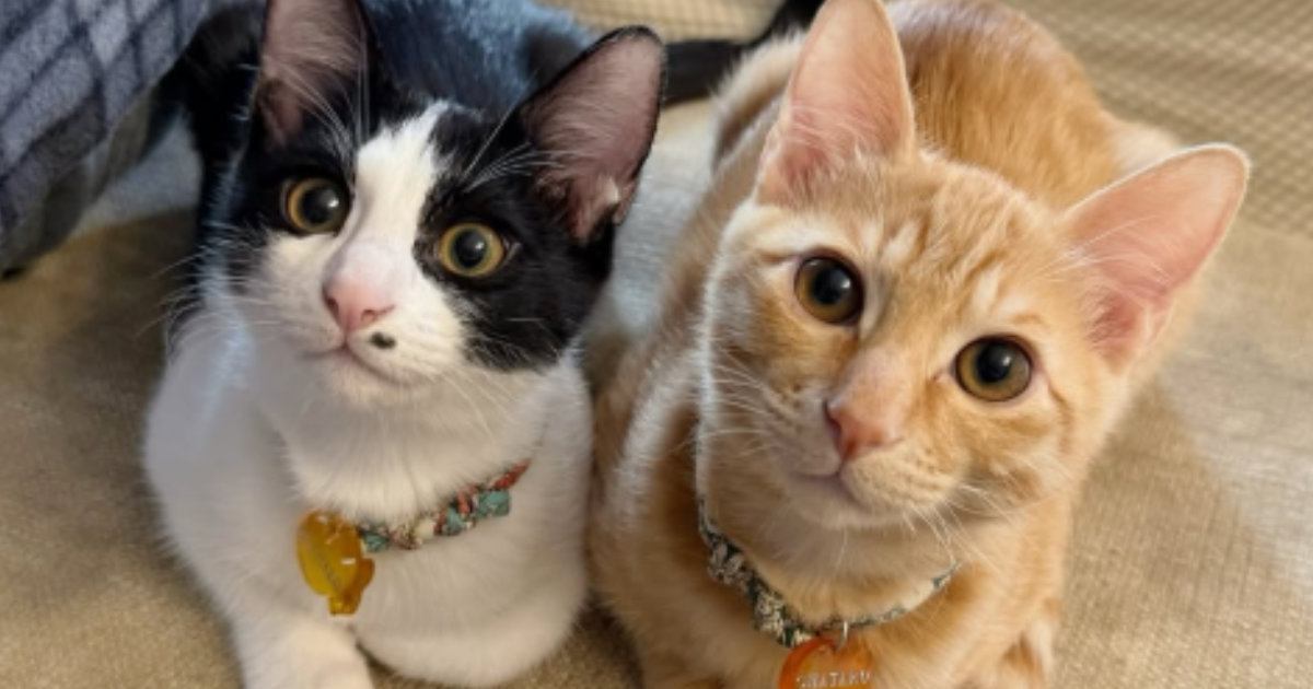 洗濯物を干していると、集まってきた兄妹猫→『シンクロする動き』が可愛すぎると１万いいね「ニヤけた」「大人しく待ってて偉い」