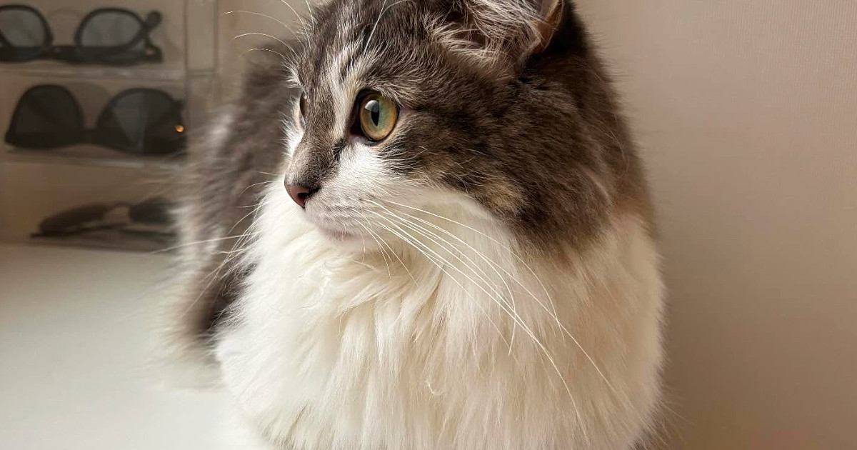 棚の上で『お手てないない』をしていた猫…思わず笑ってしまう『座っていた位置』に「手を差し伸べたくなるｗ」「攻めるねｗ」と１万いいね