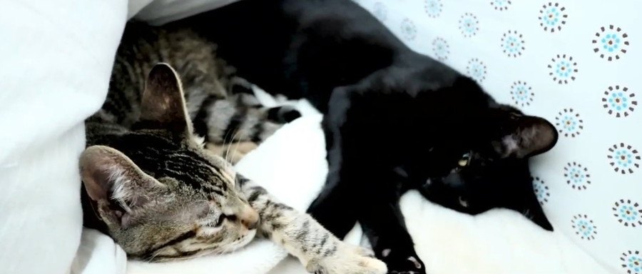 ふかふか発見！お布団で寄り添って眠る子猫達♡