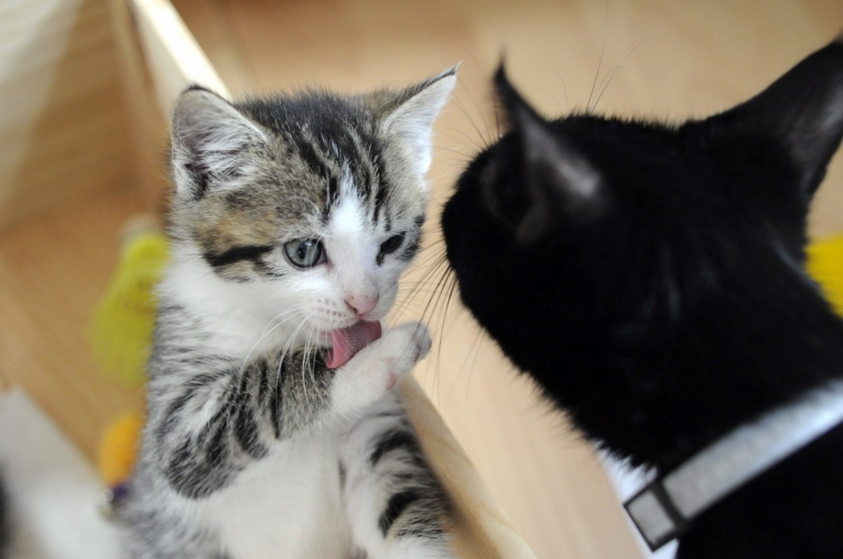 やばい！猫砂食べちゃった！アナタならどうする！？【お試しプレゼント実施中】